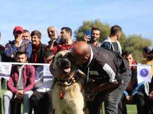 Doğu Karadeniz’in İlk Türk Çoban, Av Ve Bekçi Köpekleri Irk Standartları Yarışması Gümüşhane’de Düzenlendi