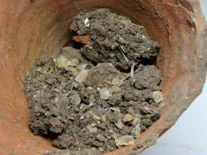 1600 Yıllık Balık Kılçığı Ve Pulları Bulundu