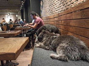 Havalar Soğudu Kafeler Sokak Hayvanlarına Ev Oldu