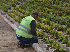 Gediz’de Mevsimlik Çiçek Dikimi Başladı