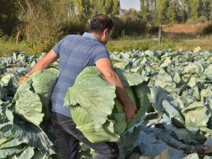 Tanesi 50 Kilo Geliyor: Dev Lahanaların Hasadı Başladı