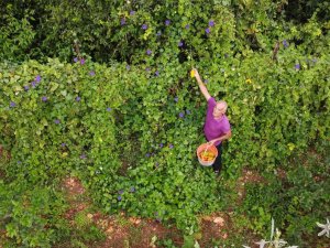 Kısmeti Bahçesine Geldi, Şimdi Tane Tane Satıyor Para Kazanıyor