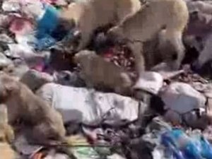 Bingöl’de Yavru Köpekler İple Birbirine Bağlanıp Çöplüğe Atıldı