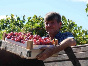 Üzüm Üreticinin Yüzünü Güldürüyor