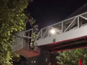 Batman’da Köpekten Kaçan Kedi Ağaçta Mahsur Kaldı