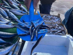 Türkiye Ucuz Balık Yiyecek