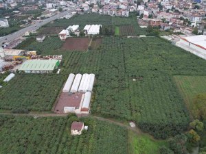 Yalova’da Kivi Üreticisini Rekoltesi İle Sevindirdi, Kalibresi İle Üzdü