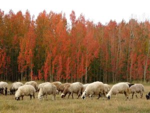 Kırmızıya Bürünen Ağaçların Renk Cümbüşü