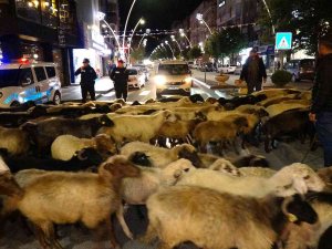 Şehir Merkezinden Koyun Sürüsü Geçti, Trafik Durdu