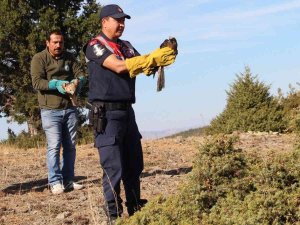 Yaralı Kızıl Şahinler Yeniden Doğaya Salındı