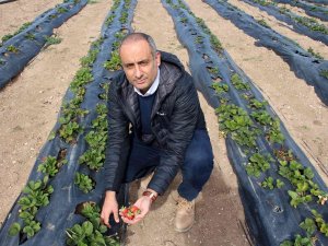 Ekim Ayında Bozkır Ortasında Çilek Hasadı