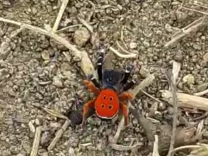 Bu ’Uğur Böceği’ O Kadar Da Masum Değil