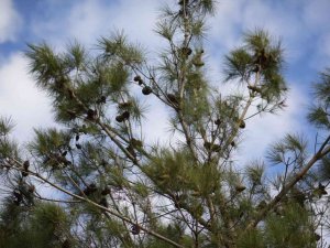 Milas’ın Lezzetlerinden Çam Fıstığı Gram Altınla Yarışıyor