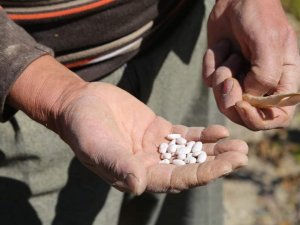 Çameli Fasulyesinin Tarladan Sofraya Yolculuğu Başladı