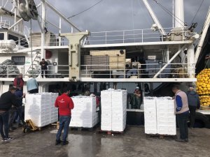 Marmara’da Hamsi Dönemi Başladı