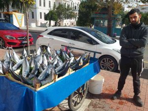 İ̇ki Kişiyi Doyurabilen Boyuttaki Bir Palamut Tekirdağ’da 50 Lira