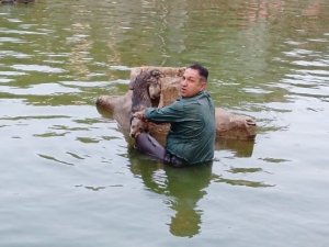 Nazilli’de Havuza Düşen Köpeği Belediye Ekipleri Kurtardı