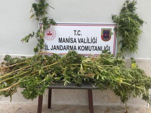 Ormanlık Alanda Kenevir Ele Geçirildi