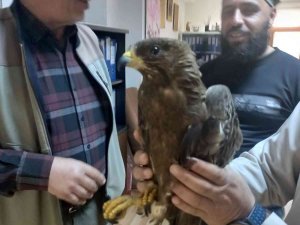 Yaralı Arışahini Korumaya Alındı