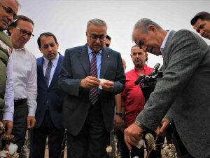 Diyarbakır’da ‘Beyaz Altın’ Hasadı Başladı, Vali Su İlk Hasadı Yaptı