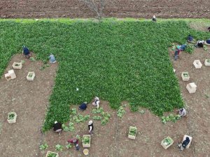 Sonbaharın Gözdesi, Havaların Soğuması İle Talep Arttı