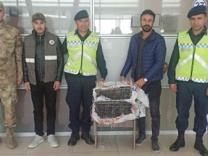 Erciş’te Kafes Avcılığı