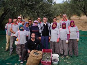 Ayvalık Belediyesi’ne Ait Zeytinliklerde İlk Hasat Başkan Ergin’den