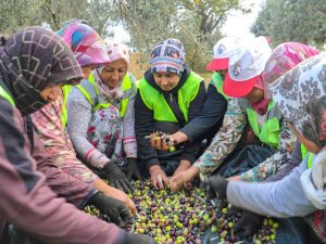 Burhaniye’de Zeytinler Yağa Dönüşmeye Başladı