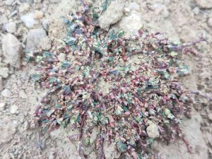 Afyon Madımağı Fotoğrafları Büyük İlgi Gördü