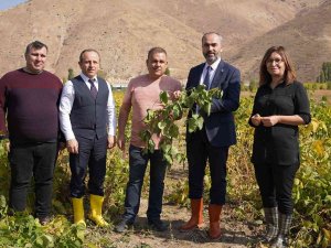 Bayburt’ta Bir İlk Olan Soya Fasulyesi Ve Yeni Tür Patateste Beklenen Hasat Gerçekleşti