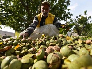 Dünyaca Ünlü Adilcevaz Cevizinin Hasadı Devam Ediyor