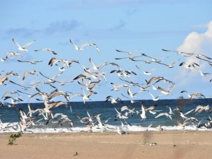 Karadeniz’de Sahiller Martılara Kaldı