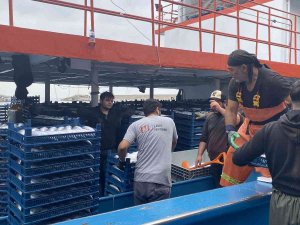 Denizden Palamut Fışkırdı, 10 Bin Kasa Palamut Yakaladılar