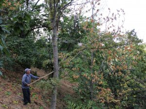 Kestanede ’Dal Kanseri’ Üreticilerin Korkulu Rüyası Oldu