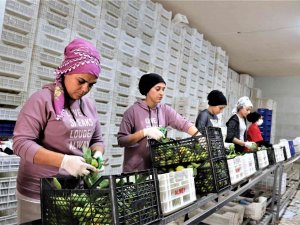 Savaşan Ülkelere Durma Noktasına Gelen Tarım Ürünleri İhracatı Yeniden Başladı