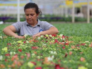 Antalya Sokaklarını 3 Milyon Çiçek Süsleyecek