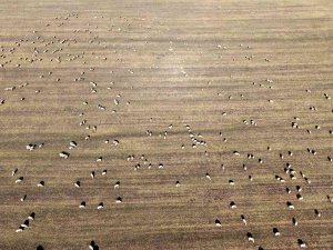 Anadolu’nun Koyun İhtiyacı Sivas’tan Karşılanıyor