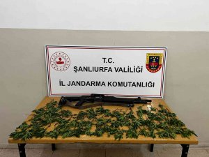 Mısır Tarlasında Kenevir Ele Geçirildi