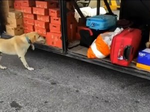 Yolcu Otobüsünde 12 Kilo Uyuşturucu Ele Geçirildi