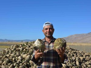 Korkuteli’nde Şeker Pancarında Yüksek Rekolte Yüzleri Güldürdü