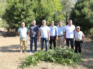 Marmaris Belediyesi’nden Defne Atağı