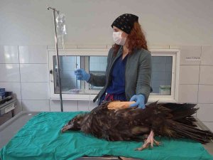 Nesli Tükenme Tehlikesindeki ’Kara Akbaba’ Ampute Edildi