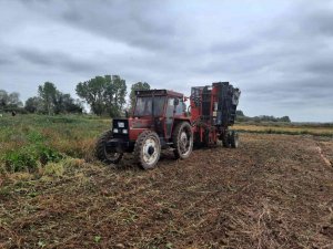 Biga’da 7 Yıl Sonra Pancar Hasadı Başladı