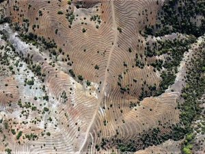 Emet’te 48,5 Hektarlık Ağaçlandırma Sahasına 90 Bin Kızılçam Fidanı Dikilecek