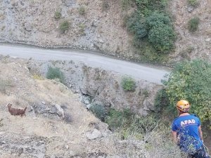 Afad’tan Keçi Kurtarma Operasyonu