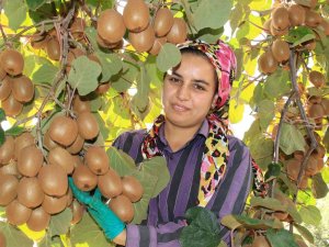 Birçok Ülkeye İhraç Ediliyor: Kivinin Bahçede Kilosu 10 Tl