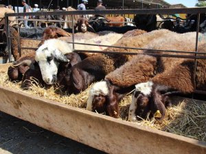 Hayvan Yetiştiricilerinin 2 Aylık Arpa İhtiyacı Karşılanacak