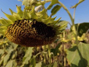 İ̇zmir Çiftçisi Ayçiçek Ekimine Yöneldi