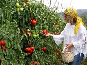 Domates Üreticisinin Yüzünü Güldürdü