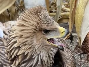 Mısır Tarlasına İnen Kartal Ve Akbaşlar Böyle Karşılaştı